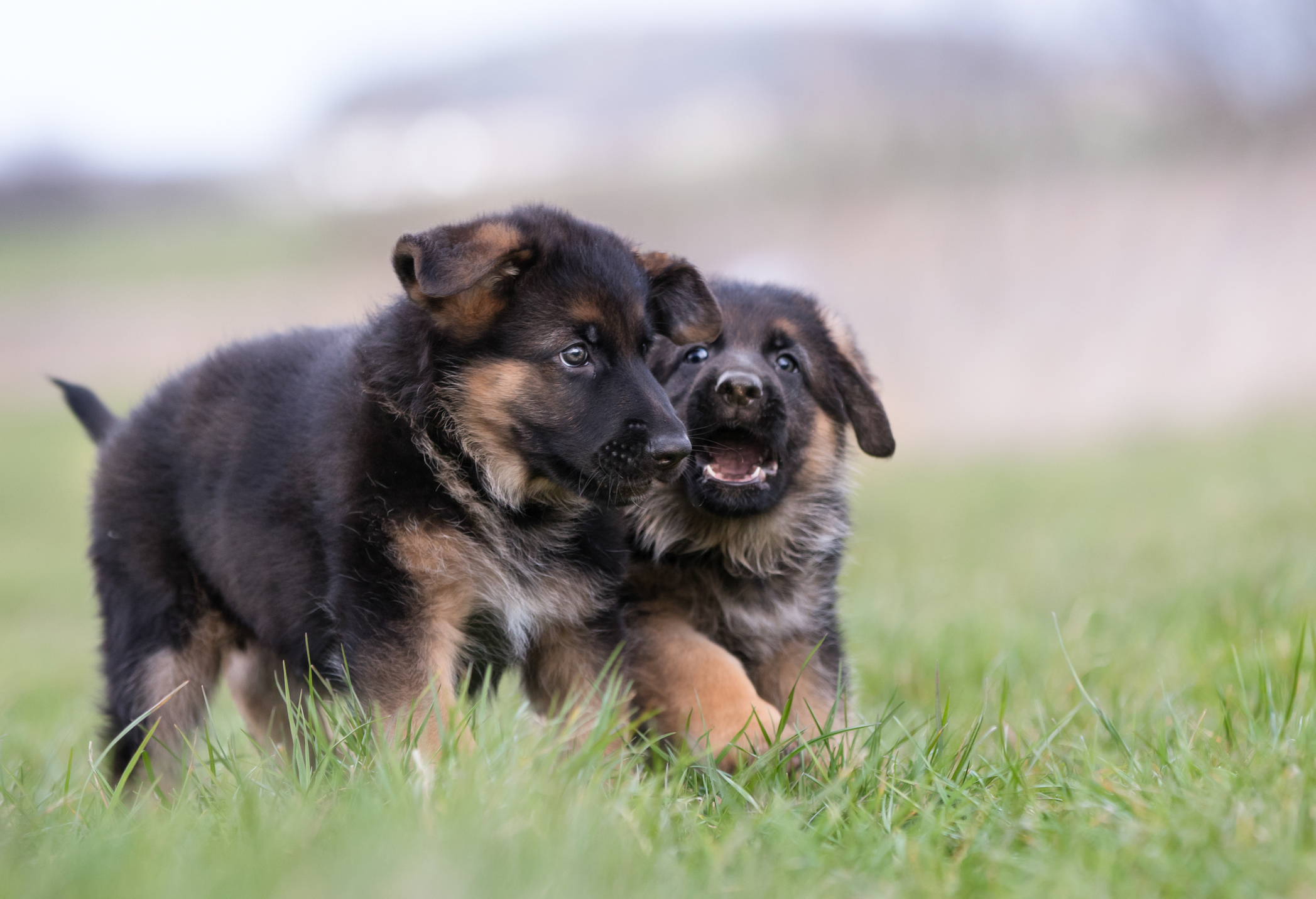 Two purebred young German Shepherd dog puppies playing outdoors on a grass field on a sunny spring day.