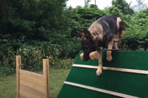 german shepherd at spitze k9 board and train facility