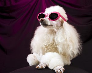 white poodle wearing pink glasses
