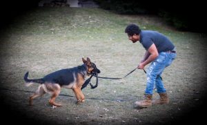 Antonio; dog trainer at Spitze K9