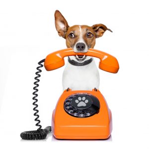 Jack Russel Terrier holding phone