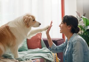 female dog owner getting a high five from her dog