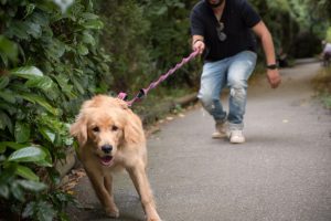 golden retriever pulling on leash in the park